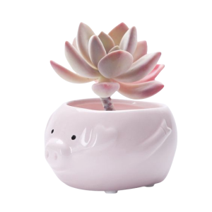 Pig Plant Pot-XPAP24005